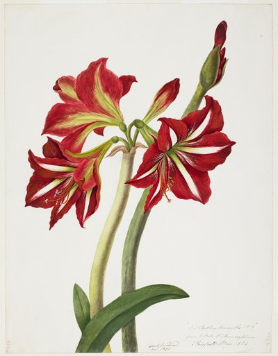 E.F. Seedling Amaryllus, maggio 1824 da Priscilla Susan Bury